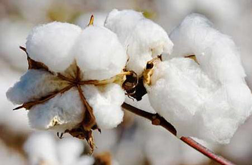 前沿｜SUTD实现纤维素增材制造