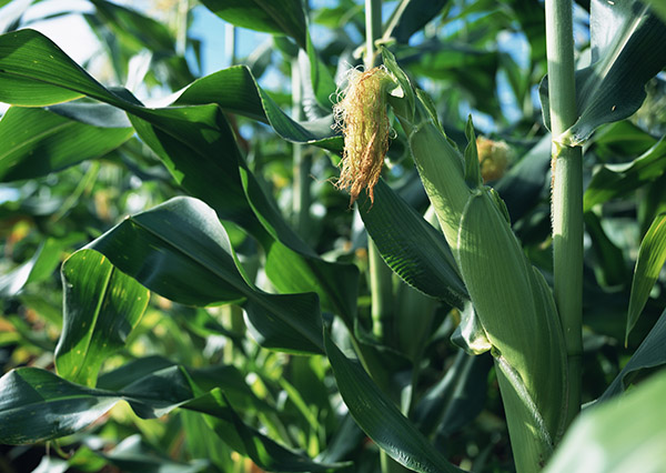 【转】生物基合成纤维发展现状 | 生物基聚酯
